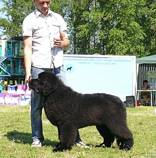 Фото: ньюфаундленд Akvatoriya Kelvin Kuindji (Акватория Келвин Куинджи)