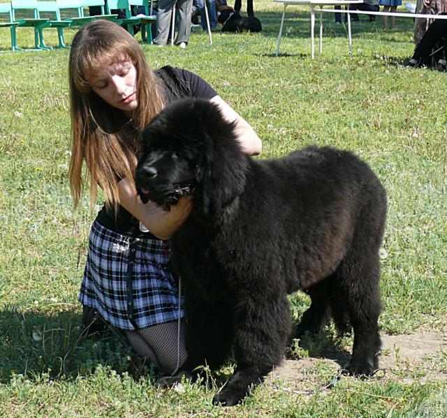 Фото: ньюфаундленд Al'tair Stayl (Альтаир Стайл)