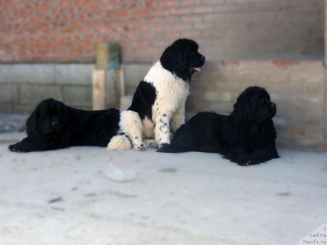 Фото: ньюфаундленд Pchiolkin Dom Avrora (Пчёлкин Дом Аврора), ньюфаундленд Nahodka Dlya Dushi s Berega Dona (Находка Для Души с Берега Дона), ньюфаундленд Arh Beauty Ot Chary Pervaya (Арх Бьюти От Чары Первая)