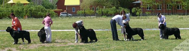 Фото: ньюфаундленд Aquatoriya Kelvin Inspirit Life (Акватория Келвин Инспирит Лайф), ньюфаундленд Fairweathers Rare and Precious, ньюфаундленд Sent Djons Rose for Me (Сент Джонс Роуз фо Ми), ньюфаундленд Mag Ispolin Lavina (Маг Исполин Лавина), ньюфаундленд Mag Ispolin Lira Lyubvi (Маг Исполин Лира Любви)