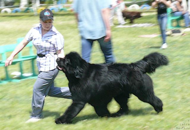 Фото: ньюфаундленд King of Helluland Good Friend