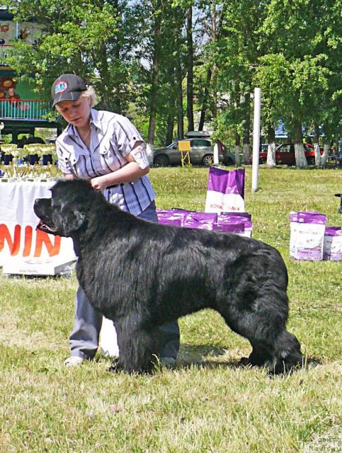 Фото: ньюфаундленд King of Helluland Good Friend