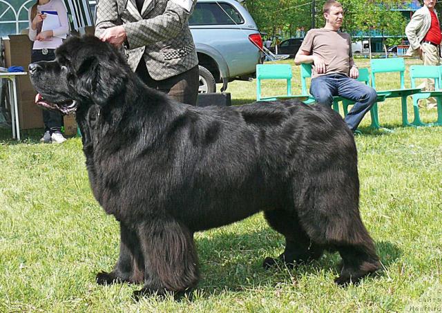 Фото: ньюфаундленд Cayuga Mescalero