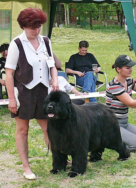 Фото: ньюфаундленд Empress Winner iz Medvejyego Yara (Емприсс Виннер из Медвежьего Яра)