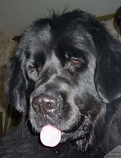 Фото: ньюфаундленд Obush SHed CHarleya (Обуш Шед Чарлея)