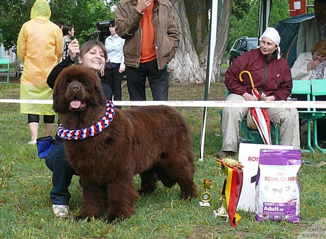 Фото: ньюфаундленд Karavella iz Medvejyego Yara (Каравэлла из Медвежьего Яра)