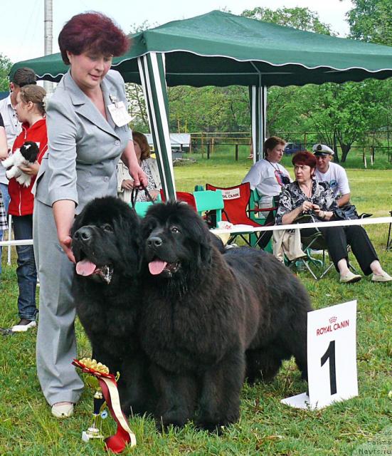 Фото: ньюфаундленд Kloofbears My Dream for Sent Djons, ньюфаундленд Sent Djons Romance of Love (Сент Джонс Романсе оф Лав), Nadejda Strel'cova (Надежда Стрельцова)