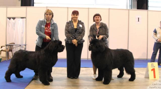 Фото: ньюфаундленд Akvatoriya Kelvin Zaskiya (Акватория Келвин Заския), и, ньюфаундленд Aquatoriya Kelvin Zolotoy Medved (Акватория Келвин Золотой Медведь)