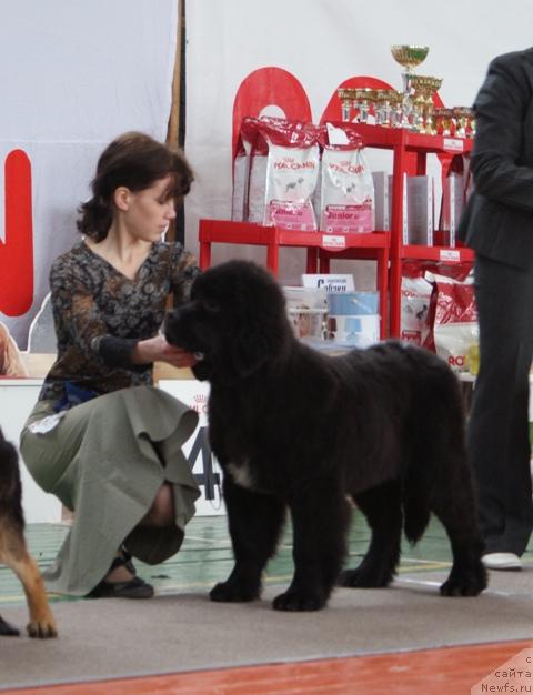 Фото: ньюфаундленд Aquatoriya Kelvin Lambordghini (Акватория Келвин Ламборджини), Anastasiya Mischenko (Анастасия Мищенко)