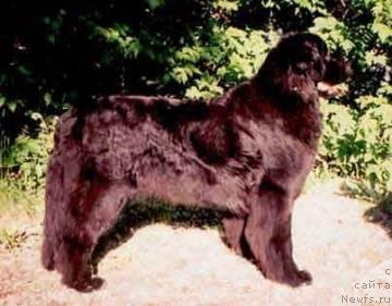 Фото: ньюфаундленд Uit Triksi Fidjit (Уит Трикси Фиджит)