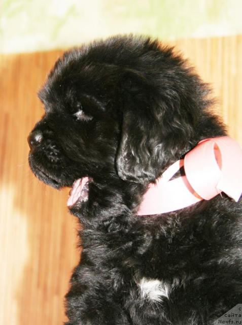 Фото: Бегущая по волнам Хэнд Мэйд