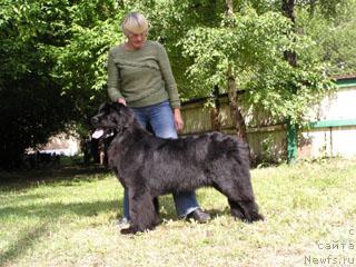 Фото: ньюфаундленд Plyushevaya Panda Gretta Garbi (Плюшевая Панда Гретта Гарби)