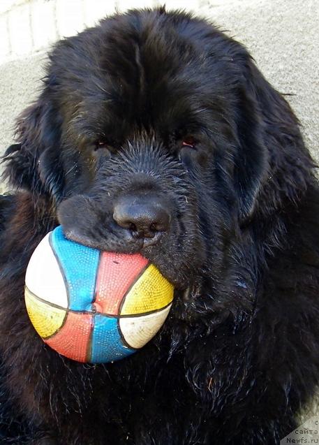 Фото: ньюфаундленд Michle Almas-Alana