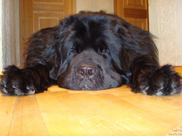 Фото: ньюфаундленд Smigar Dar Bojiy (Смигар Дар Божий)