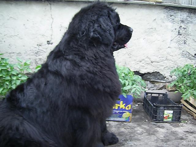 Фото: ньюфаундленд Lesnaya Skazka Ruslana (Лесная Сказка Руслана)