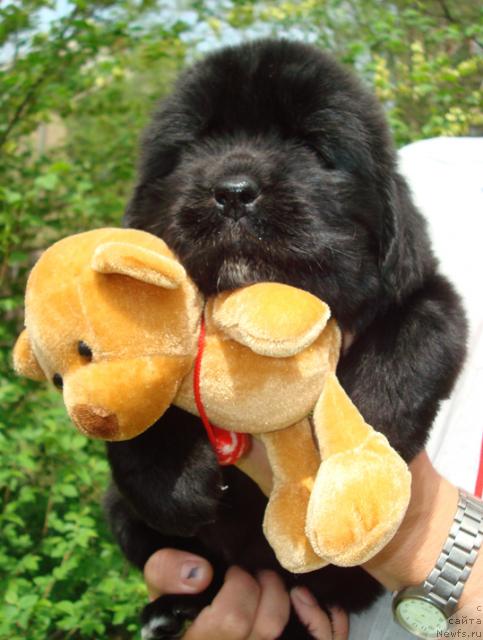 Фото: Щенки от, ньюфаундленд Mag Ispolin Karolina (Маг Исполин Каролина), ньюфаундленд Zvezdnyiy Blesk iz Medvej'ego YAra (Звездный Блеск из Медвежьего Яра)