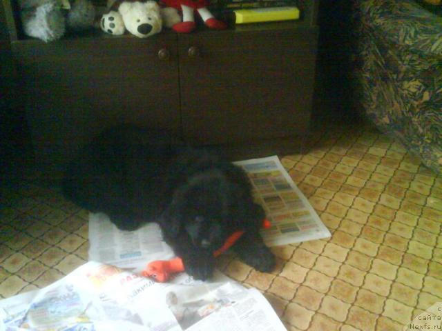 Фото: ньюфаундленд CHelendjer (Челенджер)