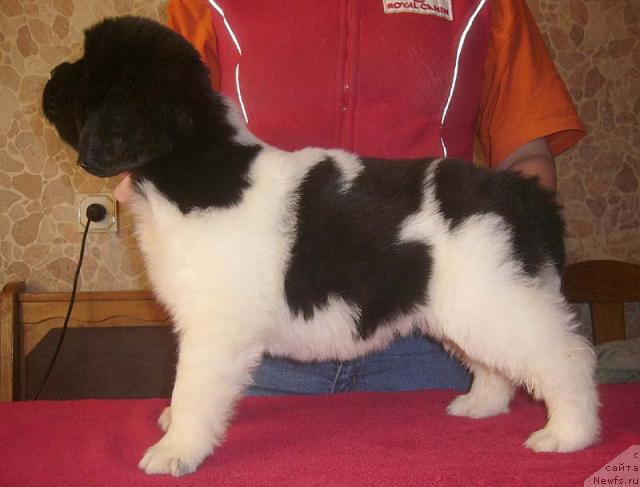 Фото: ньюфаундленд Super Premium Zheneva (Супер Премиум Женева)