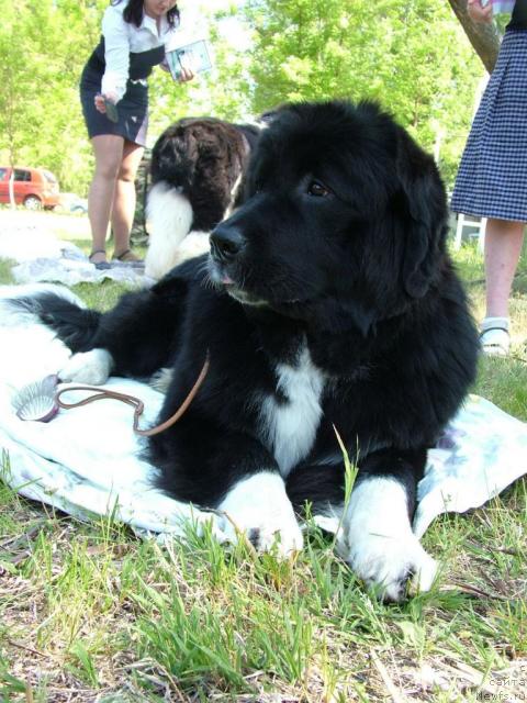 Фото: ньюфаундленд Mag Ispolin Lavina (Маг Исполин Лавина)