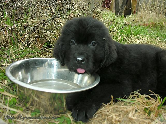 Фото: ньюфаундленд Super Premium Jelannyiy Arh B'yuti (Супер Премиум Желанный Арх Бьюти)