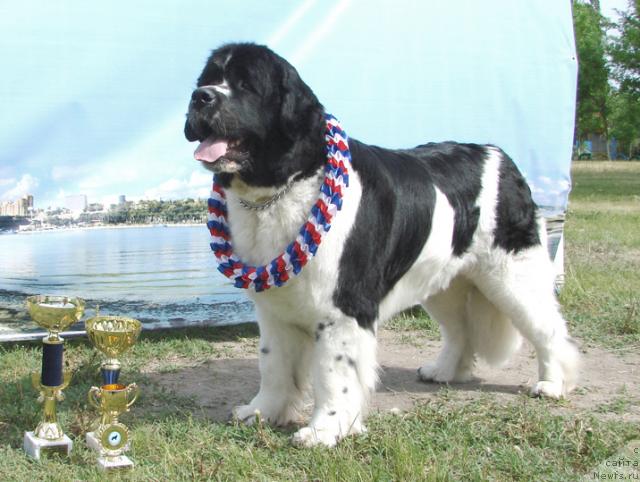 Фото: ньюфаундленд Mag Ispolin Infanta (Маг Исполин Инфанта)