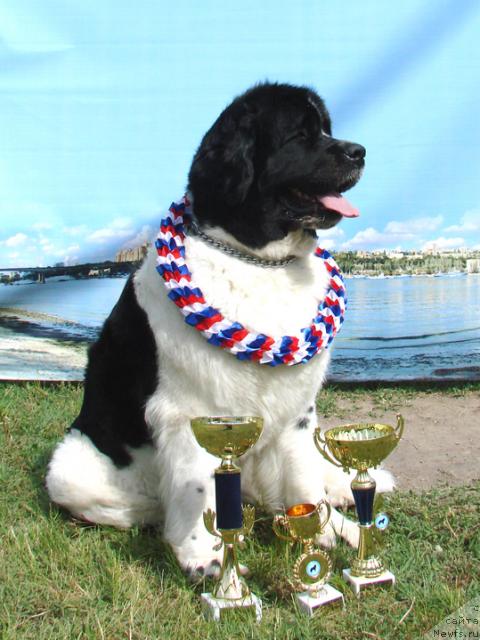 Фото: ньюфаундленд Mag Ispolin Infanta (Маг Исполин Инфанта)