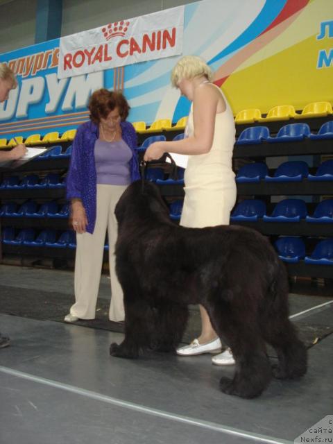 Фото: ньюфаундленд Ih Vyisochestvo Batterflyay Blyek Omeliya (Их Высочество Баттерфляй Блэк Омелия)