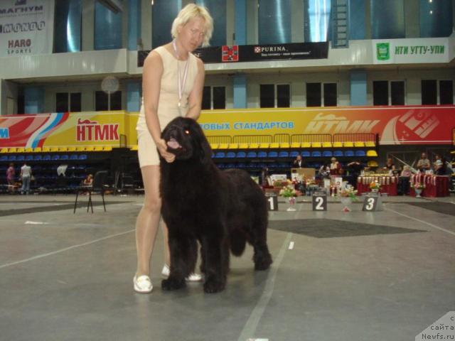 Фото: ньюфаундленд Ih Vyisochestvo Batterflyay Blyek Omeliya (Их Высочество Баттерфляй Блэк Омелия)