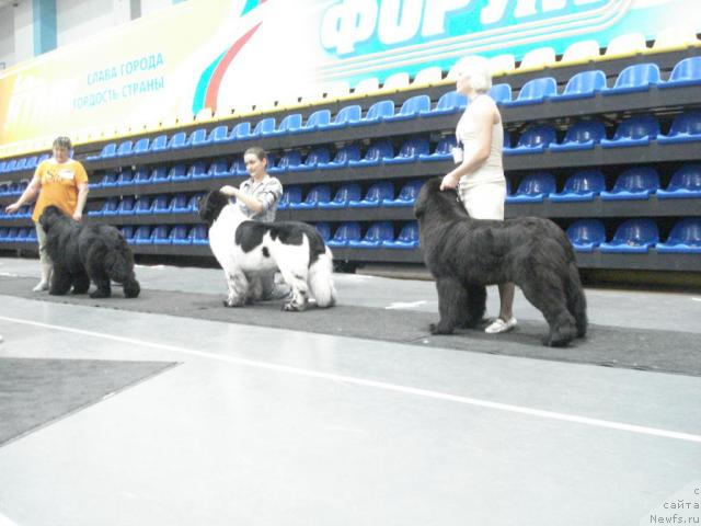 Фото: ньюфаундленд King of Helluland I'm Precious, ньюфаундленд Super Bizon Argo (Супер Бизон Арго), ньюфаундленд Ih Vyisochestvo Batterflyay Blyek Omeliya (Их Высочество Баттерфляй Блэк Омелия)