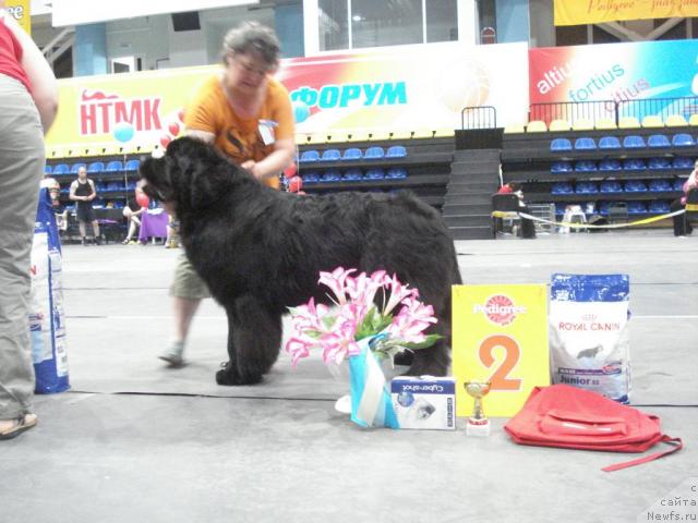 Фото: ньюфаундленд King of Helluland I'm Precious