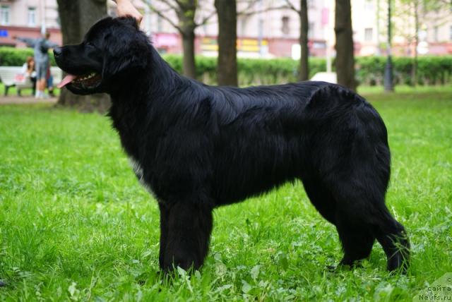 Фото: ньюфаундленд Piternyuf Pepsi Cola (Питерньюф Пепси Кола)