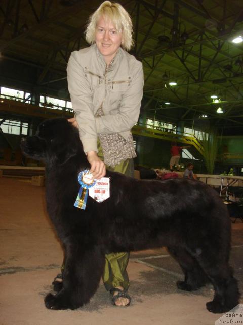 Фото: ньюфаундленд Ih Vyisochestvo Batterflyay Blyek Omeliya (Их Высочество Баттерфляй Блэк Омелия)