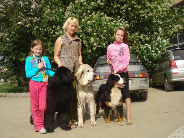 Фото: ньюфаундленд Ih Vyisochestvo Batterflyay Blyek Omeliya (Их Высочество Баттерфляй Блэк Омелия)