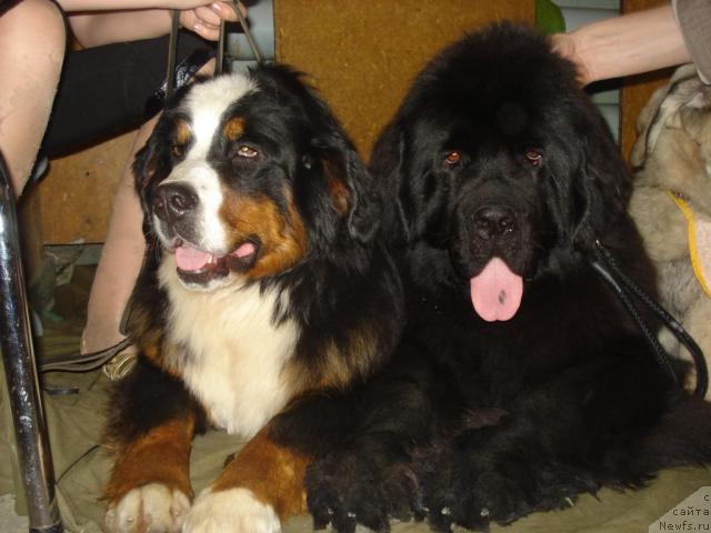 Фото: ньюфаундленд Ih Vyisochestvo Batterflyay Blyek Omeliya (Их Высочество Баттерфляй Блэк Омелия)