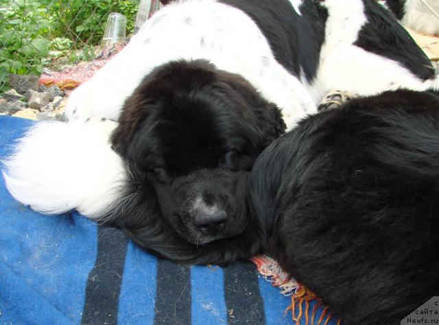 Фотография № 42493