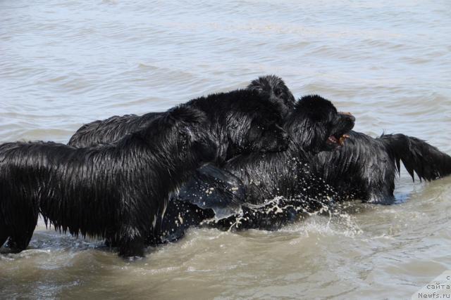 Фото: ньюфаундленд Mag Ispolin Lavina (Маг Исполин Лавина), ньюфаундленд King of Helluland Good Friend, ньюфаундленд Mag Ispolin Lira Lyubvi (Маг Исполин Лира Любви), ньюфаундленд Mag Ispolin Loyengrin (Маг Исполин Лоэнгрин)