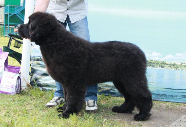 Фото: ньюфаундленд Akvatoriya Kelvin Kuindji (Акватория Келвин Куинджи)