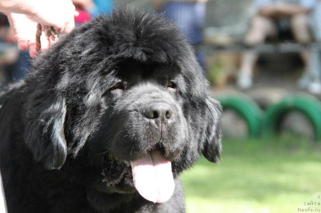 Фото: ньюфаундленд King of Helluland Good Friend