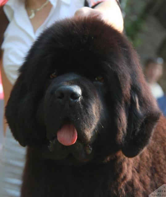 Фото: ньюфаундленд Borntobe Like Sam iz Volotova