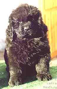 Фото: ньюфаундленд Wyatt Earp vom Riesrand