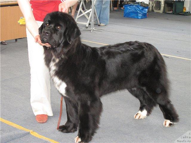 Фото: ньюфаундленд Orhideya Cvetok Lyubvi (Орхидея Цветок Любви)