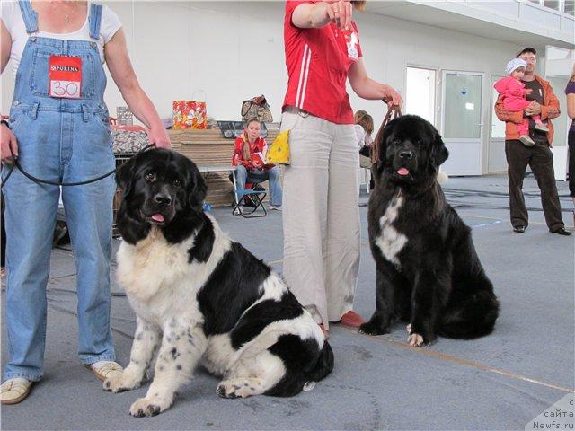 Фото: ньюфаундленд Kiper Soul Jemchujina Belaya (Кипер Соул Жемчужина Белая), ньюфаундленд Orhideya Cvetok Lyubvi (Орхидея Цветок Любви)