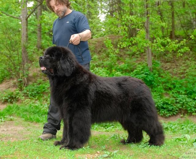 Фото: ньюфаундленд Cayuga Conquistadorforpotap, Andrey Zotov (Андрей Зотов)