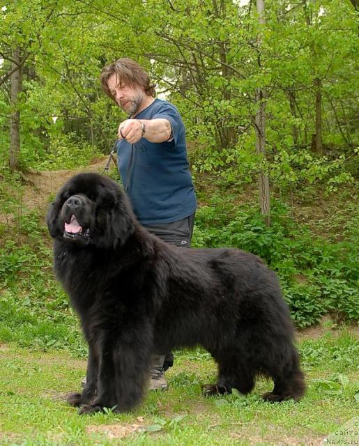 Фото: ньюфаундленд Cayuga Conquistadorforpotap, Andrey Zotov (Андрей Зотов)