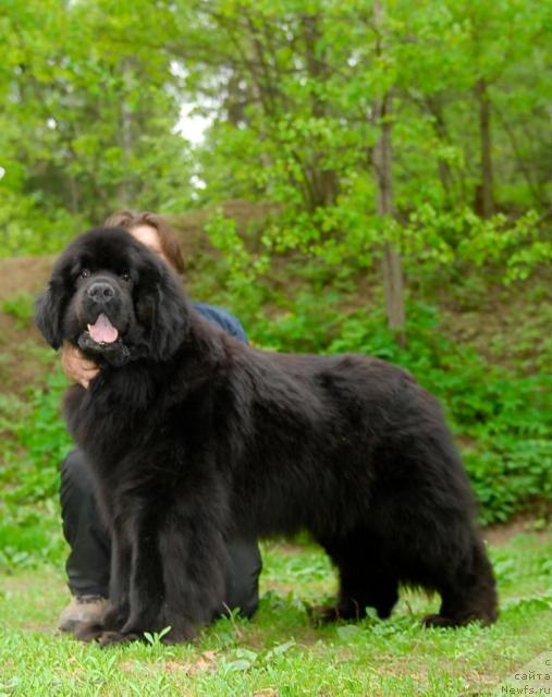 Фото: ньюфаундленд Cayuga Conquistadorforpotap, Andrey Zotov (Андрей Зотов)