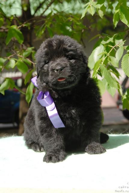 Фото: ньюфаундленд Kloofbears My Dream for Sent Djons, ньюфаундленд Djentli Bon iz Medvej'ego YAra (Джентли Бон из Медвежьего Яра)