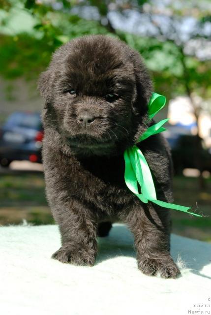 Фото: ньюфаундленд Kloofbears My Dream for Sent Djons, ньюфаундленд Djentli Bon iz Medvej'ego YAra (Джентли Бон из Медвежьего Яра)