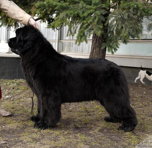 Фото: ньюфаундленд Sent Djons Romance of Love (Сент Джонс Романсе оф Лав)