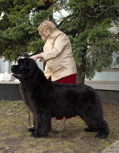 Фото: ньюфаундленд Sent Djons Romance of Love (Сент Джонс Романсе оф Лав)