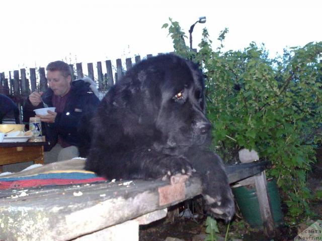Фото: ньюфаундленд Velikiy Medved' Zagadka (Великий Медведь Загадка)